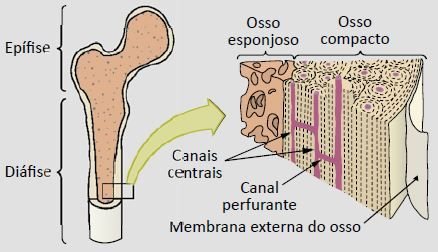 Sistema Esquelético: Funções, Tipos e Classificações dos Ossos ...