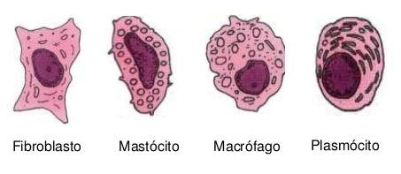 Histologia do Tecido Conjuntivo: Tipos, Células e Fibras – Biomedicina ...