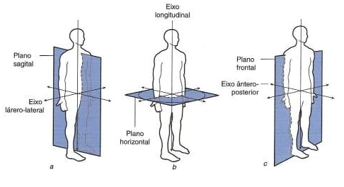 Introdução à Anatomia: Planos e Eixos do Corpo Humano – Biomedicina Online