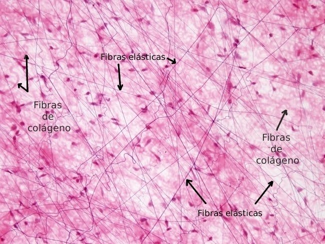 Histologia do Tecido Conjuntivo: Tipos, Células e Fibras – Biomedicina ...