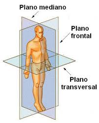Introdução à Anatomia: Planos e Eixos do Corpo Humano – Biomedicina Online