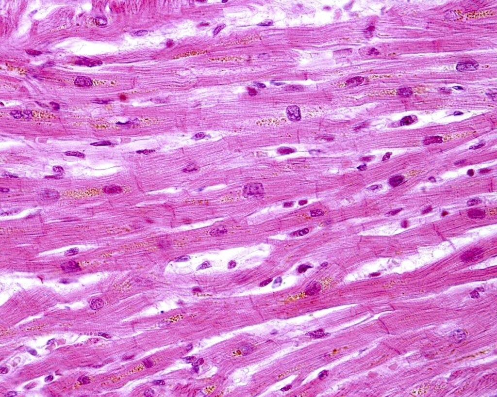 Histologia do Tecido Conjuntivo: Tipos, Células e Fibras – Biomedicina ...