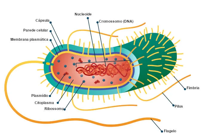 Diferenças entre Células Procariontes e Eucariontes – Biomedicina Online
